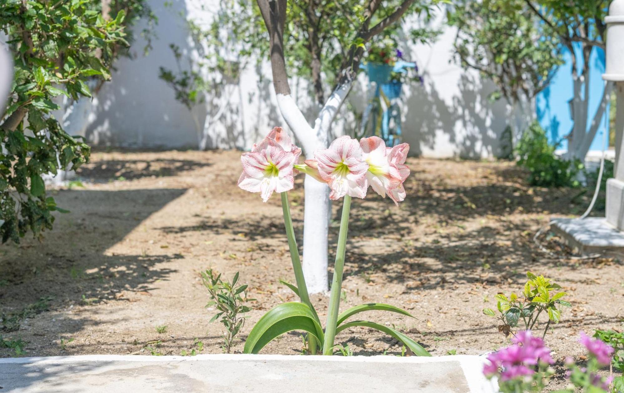 Appartamento Perivoli 4-Chora Agkidia Esterno foto